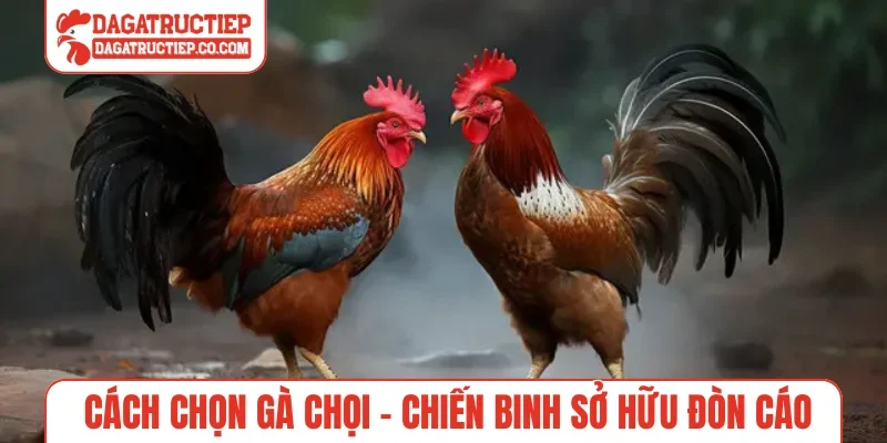 Cách chọn gà chọi