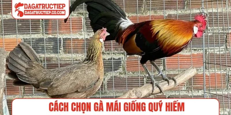 Cách chọn gà mái giống