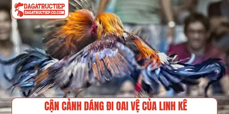 Cận cảnh dáng đi oai vệ của linh kê