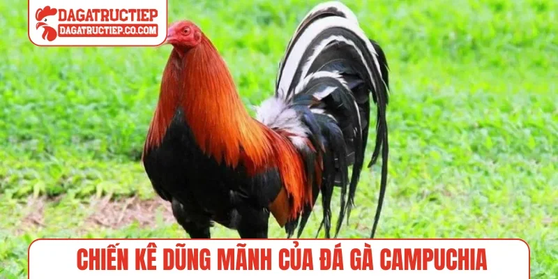 Chiến kê dũng mãnh của đá gà Campuchia