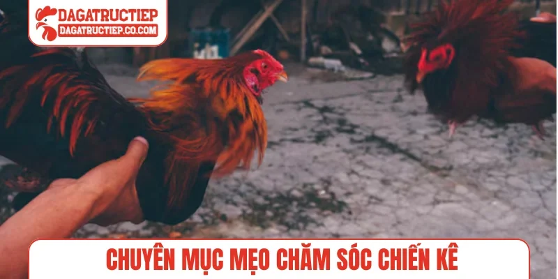 Chuyên mục mẹo chăm sóc chiến kê
