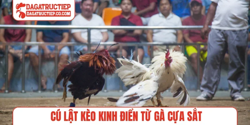 Cú lật kèo kinh điển từ gà cựa sắt