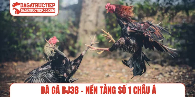 Đá gà BJ38