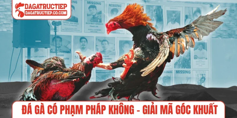 Đá gà có phạm pháp không