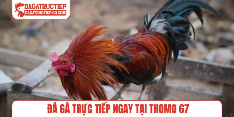 Đá Gà Trực Tiếp ngay tại Thomo 67