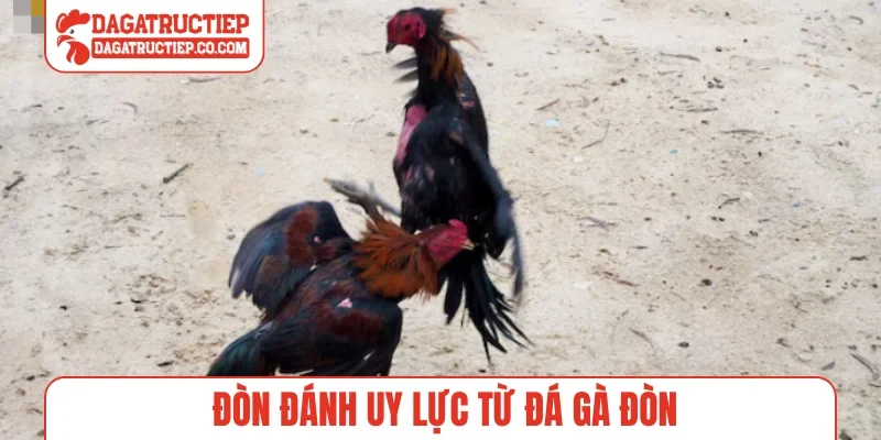 Đòn đánh uy lực từ đá gà đòn