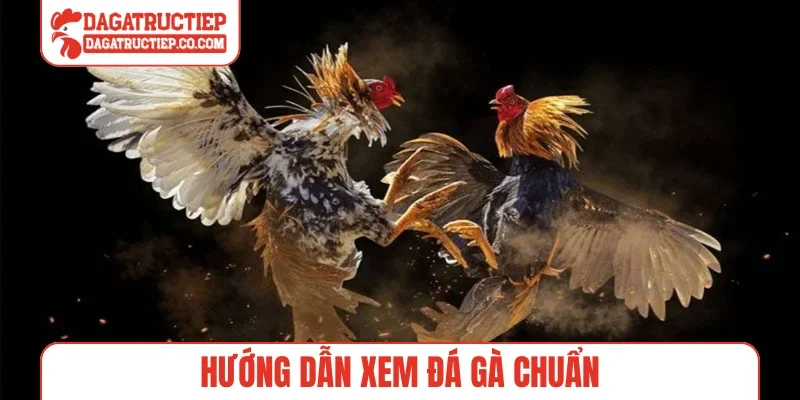 Hướng dẫn xem đá gà chuẩn