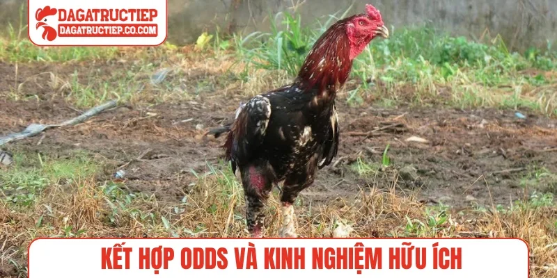 Kết hợp odds và kinh nghiệm hữu ích