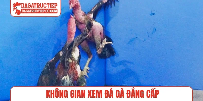 Không gian xem đá gà đẳng cấp