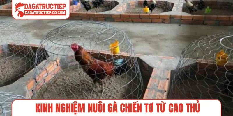 Kinh nghiệm nuôi gà chiến tơ từ cao thủ