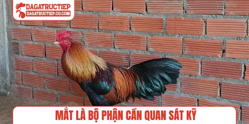 Mắt là bộ phận cần quan sát kỹ