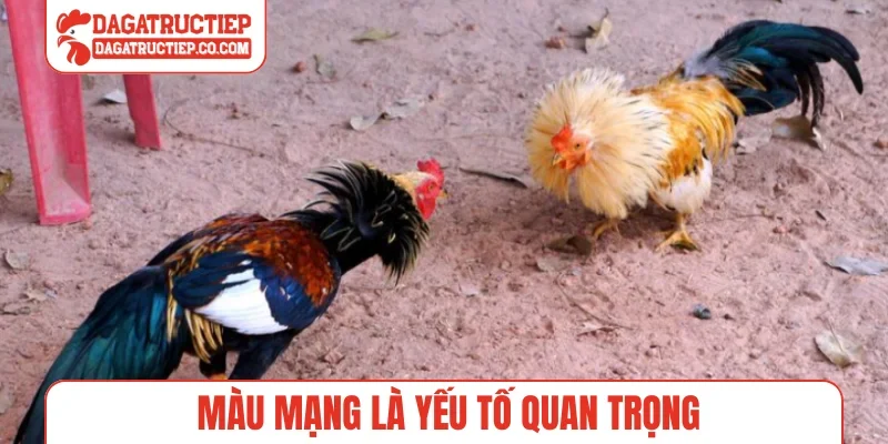 Màu mạng là yếu tố quan trọng