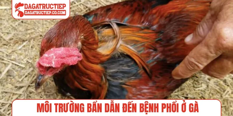Môi trường bẩn dẫn đến bệnh phổi ở gà