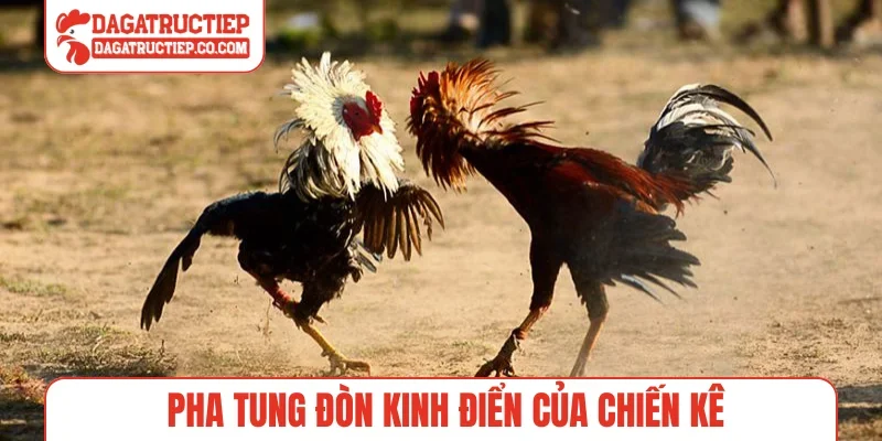 Pha tung đòn kinh điển của chiến kê