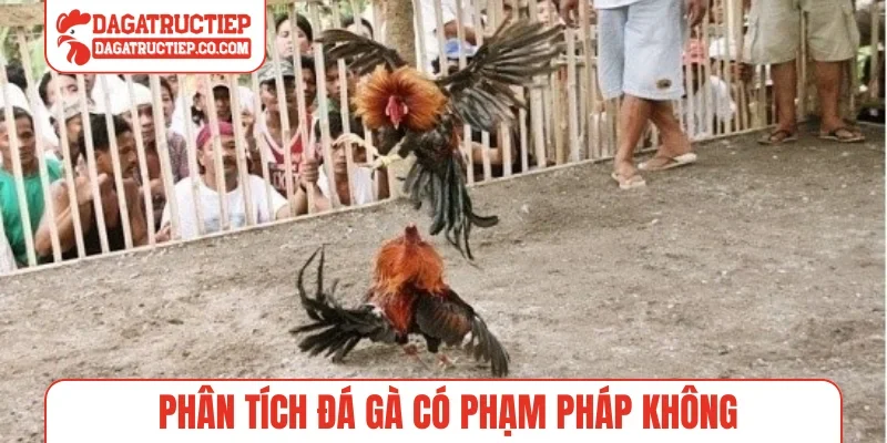 Phân tích đá gà có phạm pháp không