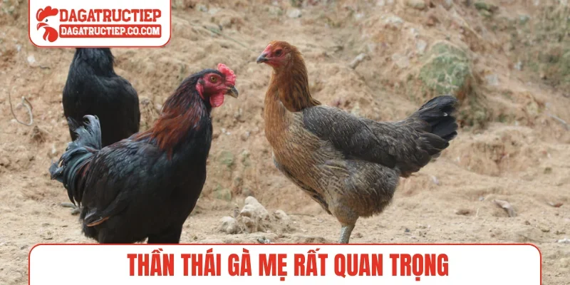 Thần thái gà mẹ rất quan trọng
