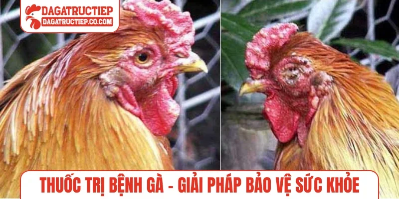 Thuốc trị bệnh gà