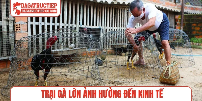 Trại gà lớn ảnh hưởng đến kinh tế