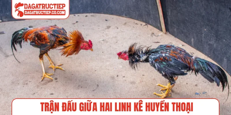 Trận đấu giữa hai linh kê huyền thoại