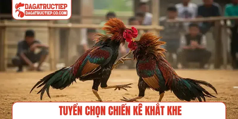 Tuyển chọn chiến kê khắt khe