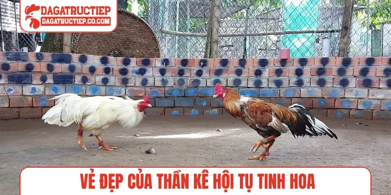 Vẻ đẹp của thần kê hội tụ tinh hoa