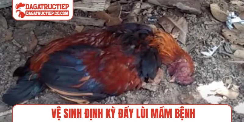 Vệ sinh định kỳ đẩy lùi mầm bệnh